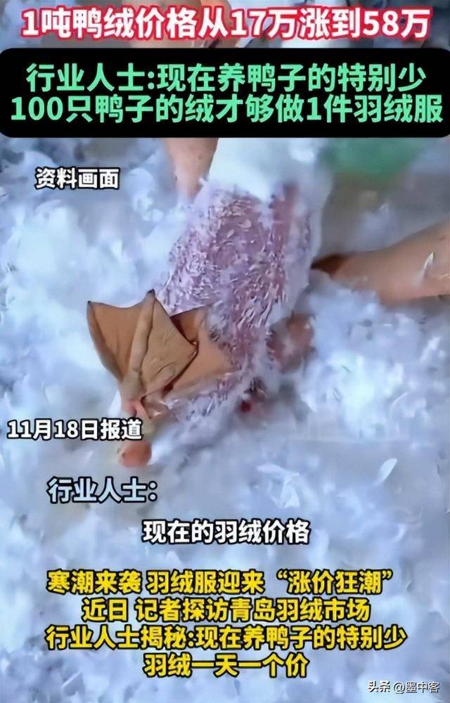 吨58万创新高低于500元的小心是假货mg不朽情缘网站羽绒服要涨价了！鸭绒每(图2)