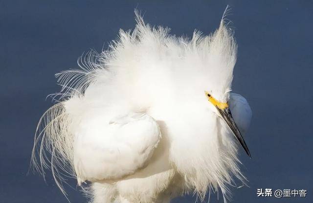 吨58万创新高低于500元的小心是假货mg不朽情缘网站羽绒服要涨价了！鸭绒每(图8)