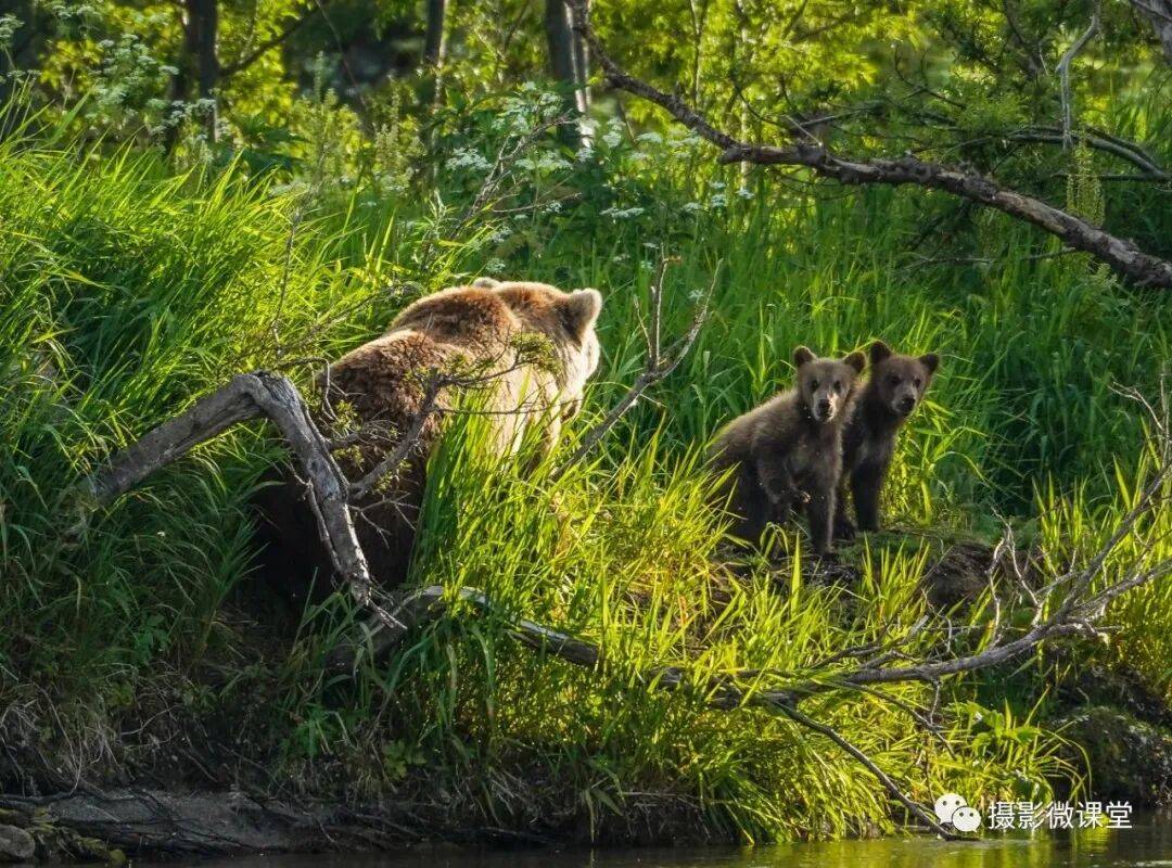 岛棕熊捕鱼、白令海峡寻拍鲸鱼及自然风光专业摄影团不朽情缘版【远东探险丨勘察加】7月野性堪察加半(图4)