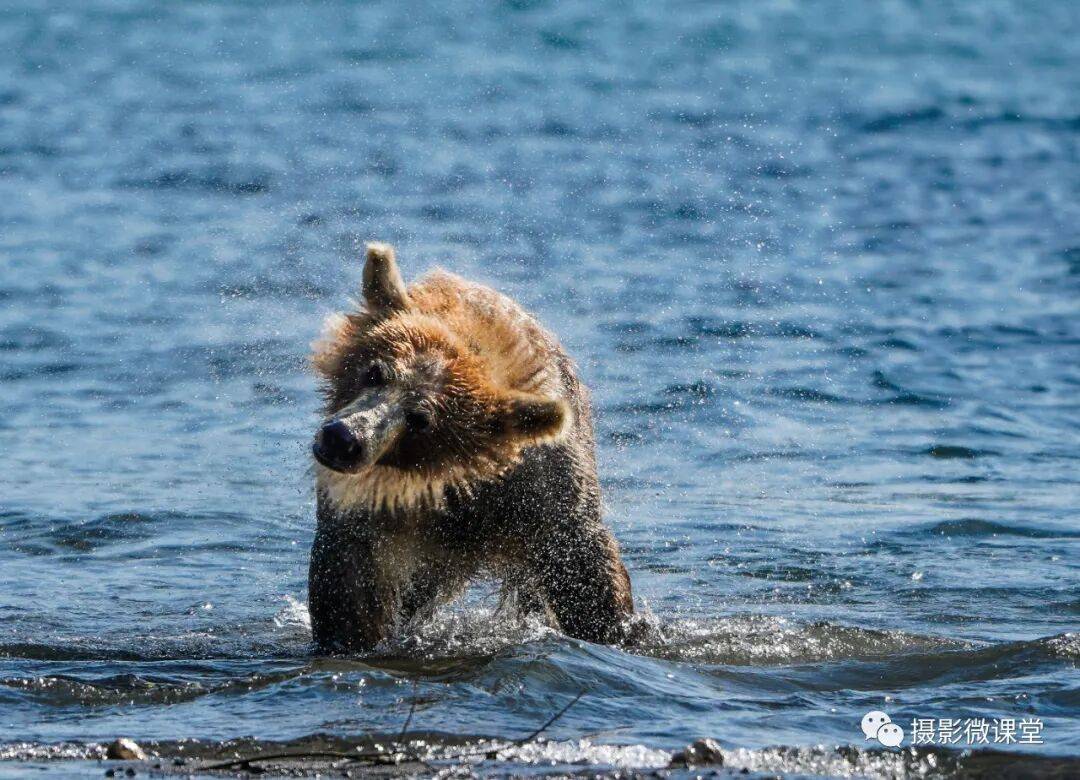岛棕熊捕鱼、白令海峡寻拍鲸鱼及自然风光专业摄影团不朽情缘版【远东探险丨勘察加】7月野性堪察加半(图5)